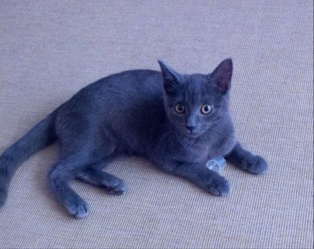 Park Vets tweet media