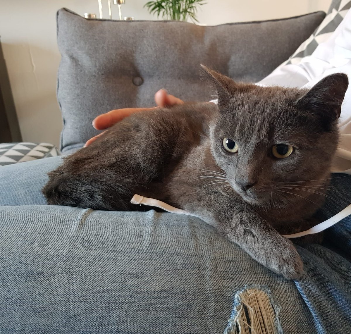 Park Vets tweet media