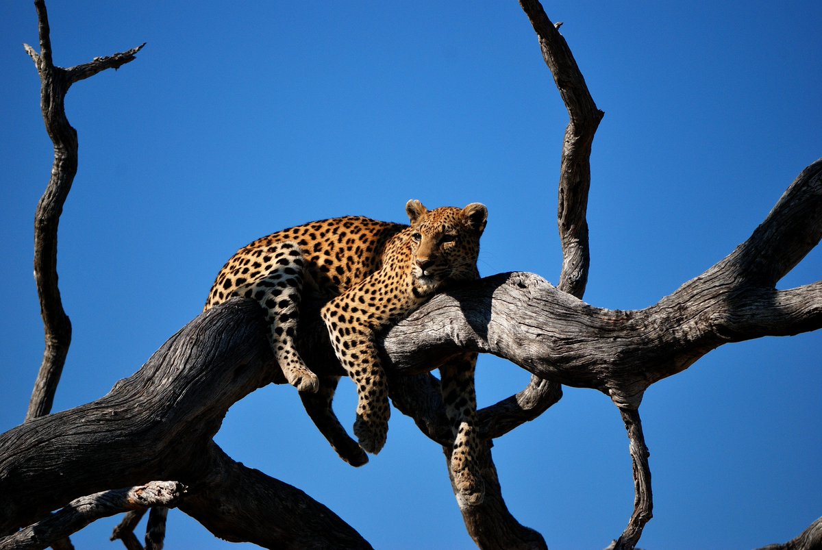 kamooni_t's tweet photo. A lazy cat spotted out on a game drive 🌳
.
Everything's rather sleepy in the Kruger today, the perfect time to take photos of the illusive Leopard 🐆
.
#Kamooni #ConsciousTravel #Kruger #Africa #SouthAfrica #Leopard #Safari #BigCats #CatsofInstagram #Travel #TravelPhotography https://t.co/00uJSbcOo9