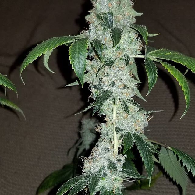 loompafarms's tweet photo. Looking great!(dang repost cut part of the pic off)
#Repost @selectgenetics
γ»γ»γ»
#UDOG #underdogog x #trianglekush #loompasheadband x #TK @loompoly @official_loompafarms if you decide to make more of these please let me know as I want more please :) β¦ https://t.co/0AsTFEn9Xh https://t.co/EI23GsRAfm