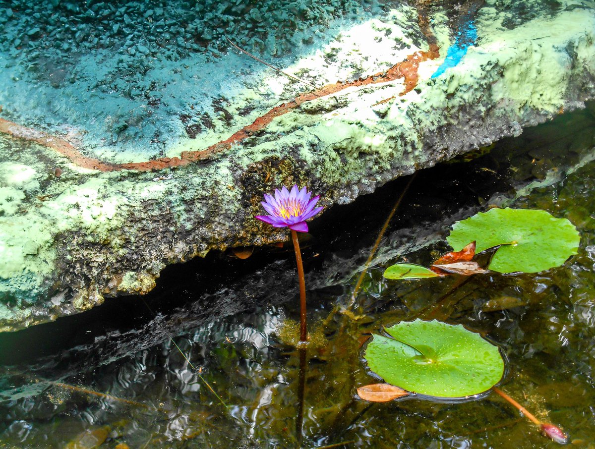My_Eye_Captures's tweet photo. Flower blooming in the spring.         
                                                                             #flower #water #spring #nature #srilanka #a_my_eye_photo https://t.co/PBj7kvF7IN