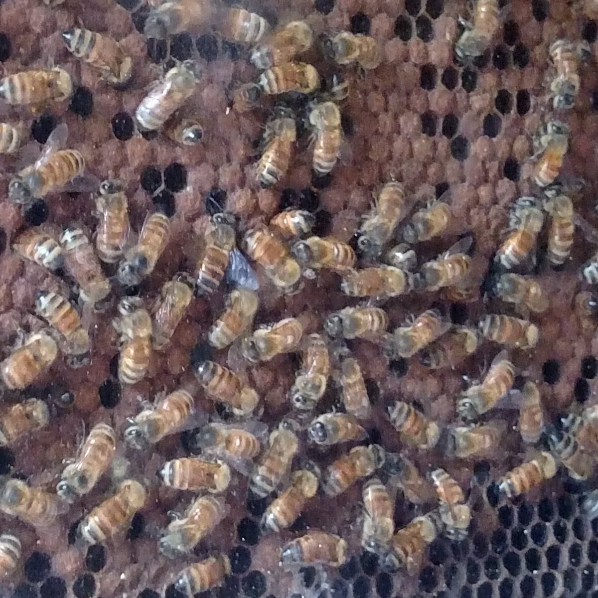 RWPMuseum's tweet photo. The bees are back in town! After a long, arduous winter, our observation hive has been restocked with some of the finest bees around! Special thanks to apiarists Roger Robitaille and Jon Nelson for their expert bee-handling. https://t.co/wdArCmBArc
