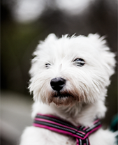 movetostockholm's tweet photo. These charmers and @Volumental enthusiasts make sure we take breaks, go on walks, cuddle and play. Meet our 4-legged team members Pixel and Mischa! #adogsoffice #movetostockholm #sthlmtech #funatwork #team #dogsoftwitter https://t.co/zpR2YHeuoX