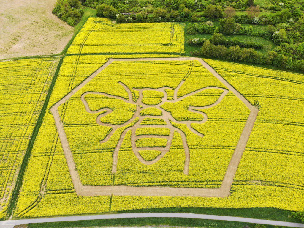 Longwool's tweet photo. Brilliant example of German farmers and @ufop_de showing the importance of #OilseedRape to Bees both can coexist. https://t.co/2NYg4iOjzo