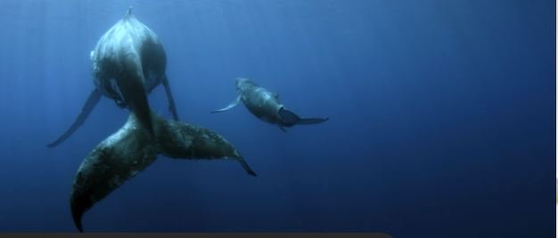 On May 24th at 8pm, the Emmy Award winning film Sonic Sea <a href="/sonicseafilm/">Sonic Sea</a> will be premiered in French in Canada on the CBC program, Explora (repeats on May 28th at 2am and on the May 31st at 8am). More information can be found here: ici.exploratv.ca/emissions/soni…