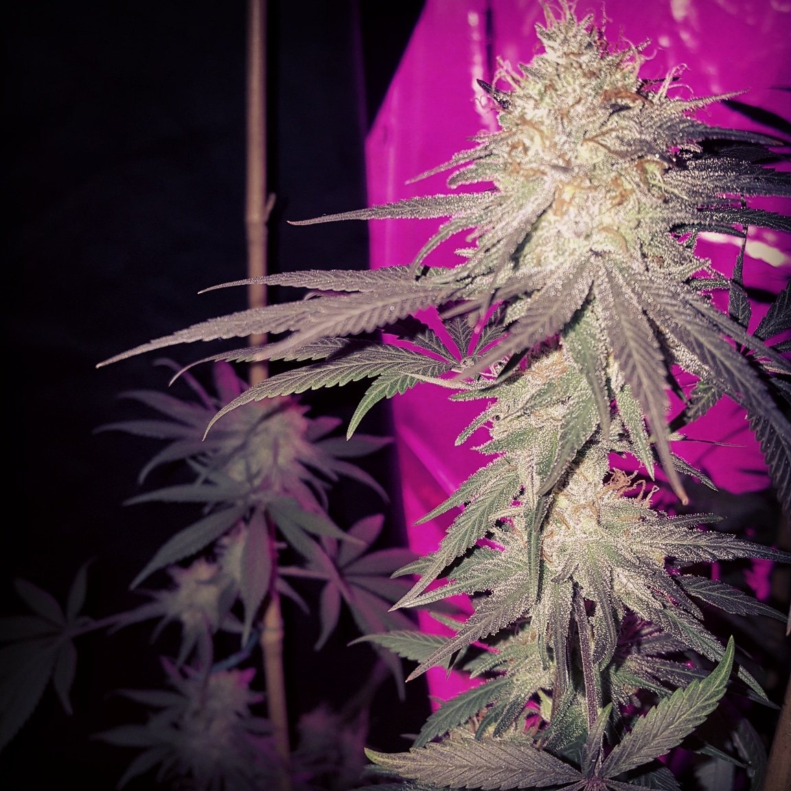 Funky Gasolina F2
RebelSeedCo(ChemD Bx) x
StrayFox/Bohdi(Skunk91)
Strong AF this is deff a ChemSkunk needed by anyone who loves the RKS and Chem D she has a unique Chocolate terps and flavor that pairs well with the Chem/Skunk Gas she produces banditbrandseedsales@gmail.com