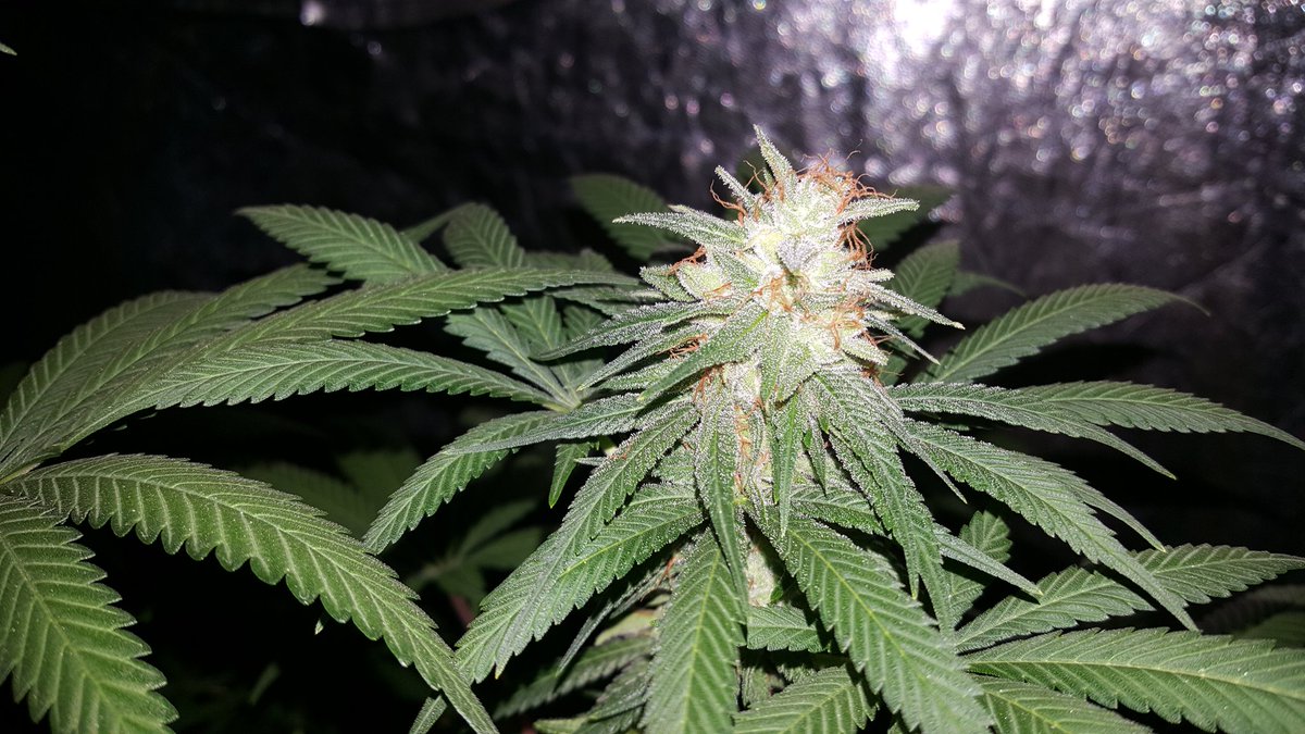 Deboz Skunkf2 (will knock you the fuck out!!)
A true Skunk with a punch 
TheNatureFarms
Skunk18 IBL
(rubbertree pheno)
X
Strayfox-Bohdi
Skunk91(RKS Dominant)
A true mind blowing skunk hince the name that yeilds very well and is truly a Skunk Lovers dream in flower she Stinks!!