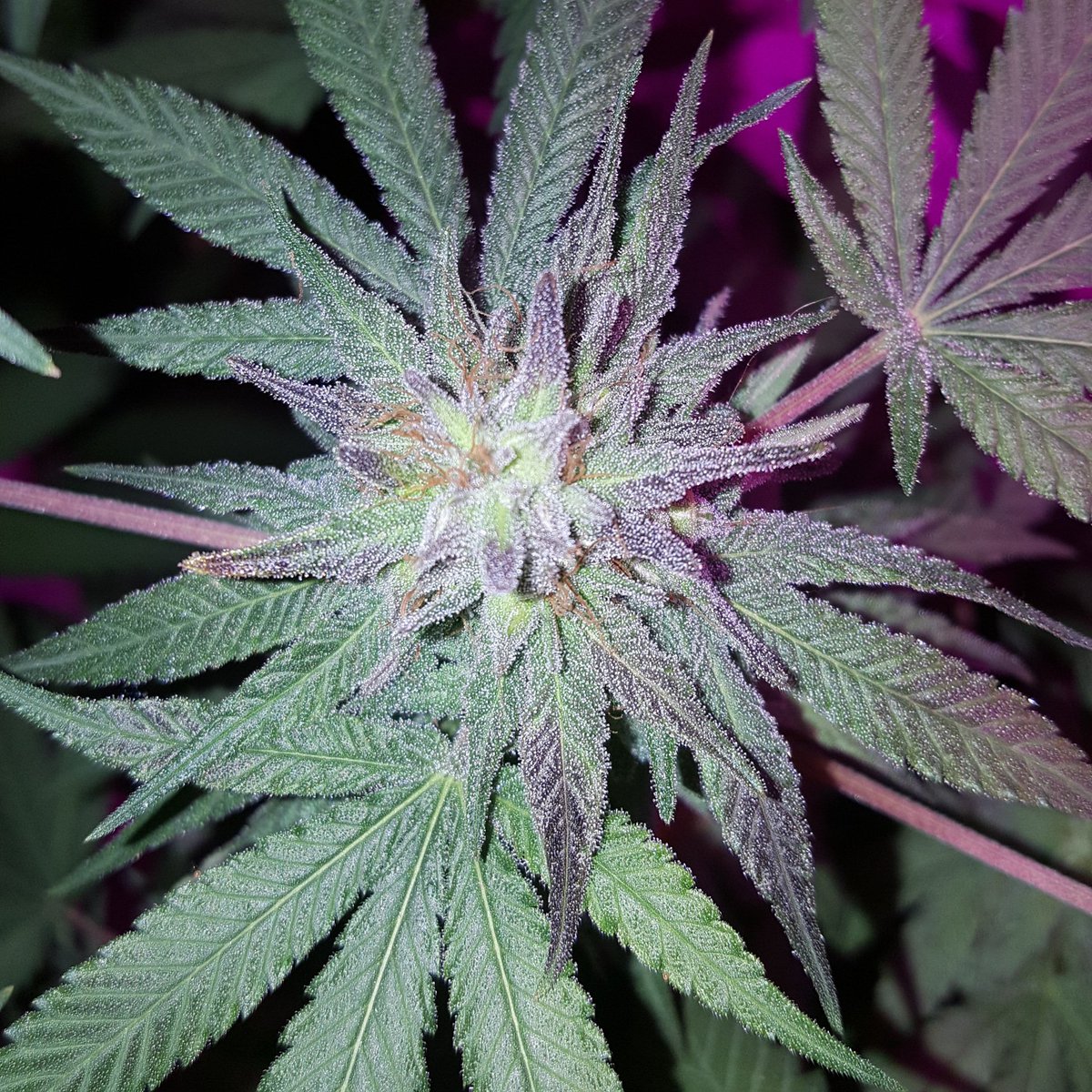 MosesF2
Amramf3xJochebedf2xSkunk91
5 years in the making and finally here a rotten fruit kushy skunk that will leave you couchlocked no doubt with a family tree that speaks for itself!! A true Star