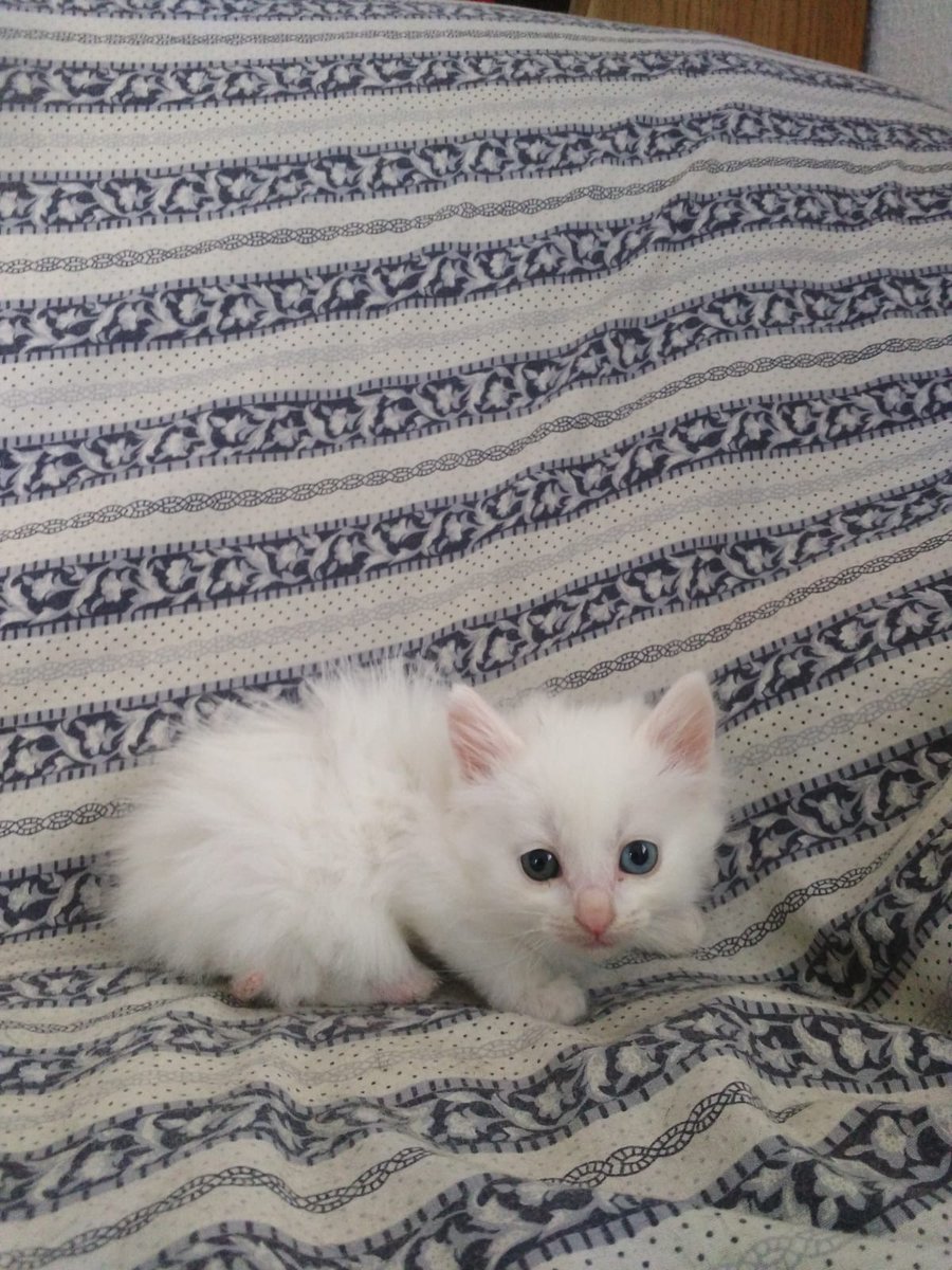 #Triana El Jueves estará en casita a conocer a sus hermanitos felinos!!!😍🐱 #MiOsitaPolar #Quechiquitinaes