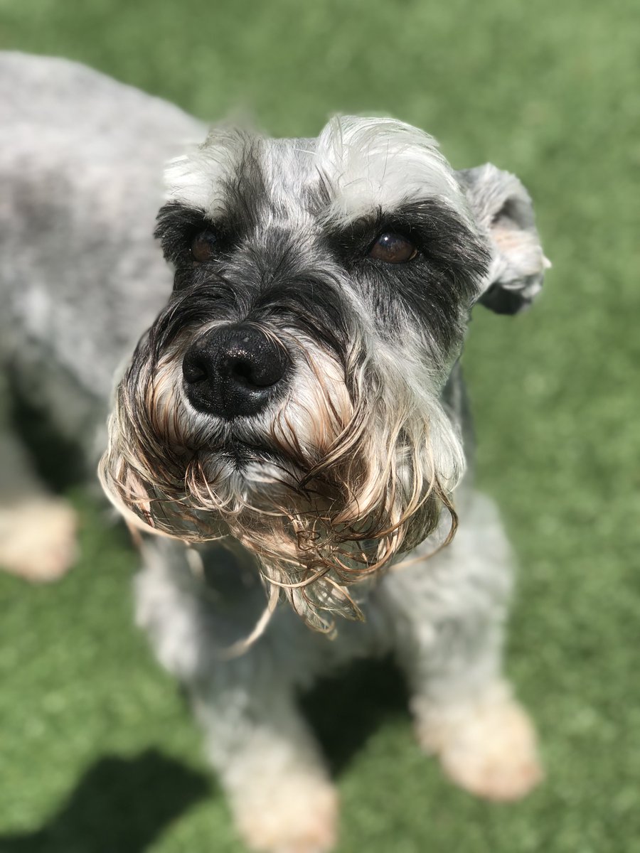 PPRNewOrleans's tweet photo. Our Pet of the Week, Barqs! He has been with us for years and we couldn't highlight him without his best friend Maximus. He treats Max like his little brother and does things with him he wouldn't let another pup do. We love you Barqs and you'll always be part of our family! https://t.co/RGRIjSw9VI
