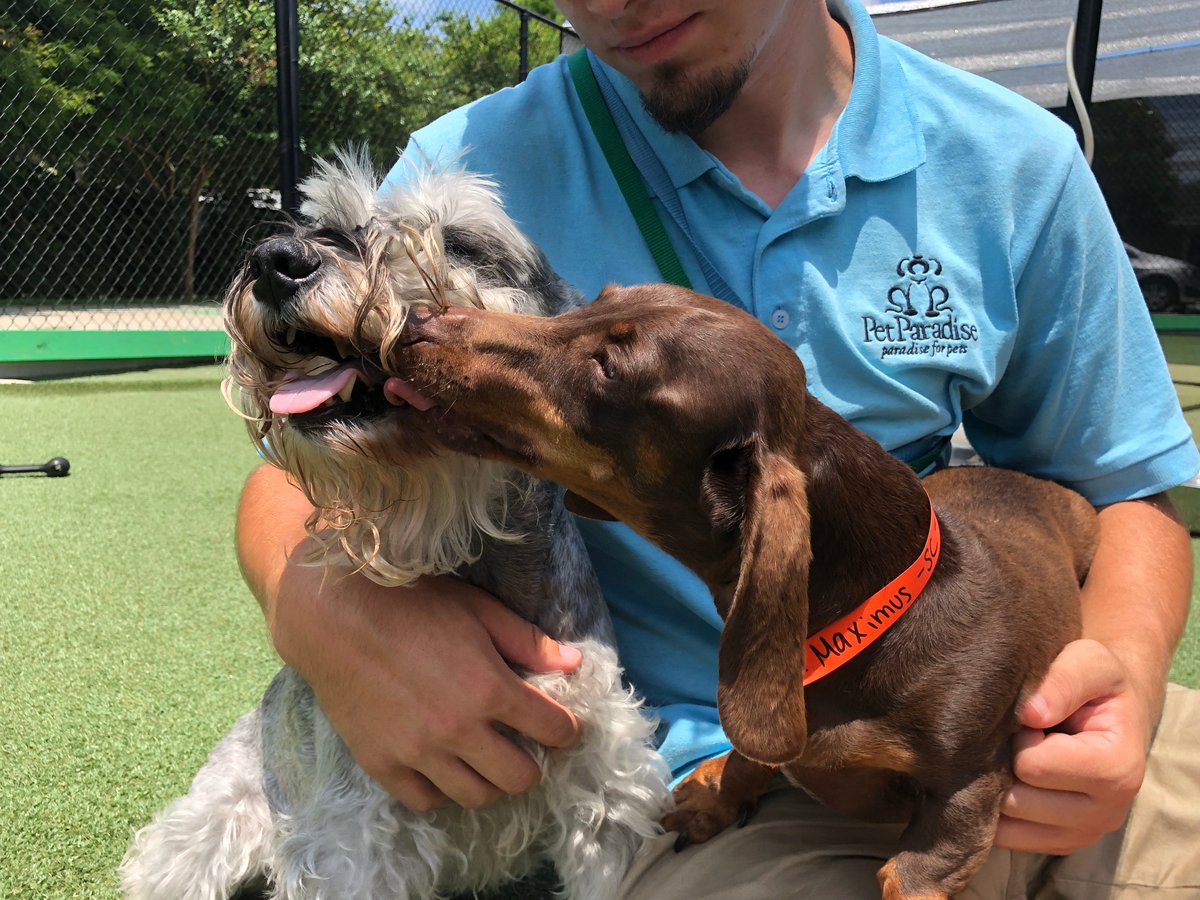 PPRNewOrleans's tweet photo. Our Pet of the Week, Barqs! He has been with us for years and we couldn't highlight him without his best friend Maximus. He treats Max like his little brother and does things with him he wouldn't let another pup do. We love you Barqs and you'll always be part of our family! https://t.co/RGRIjSw9VI