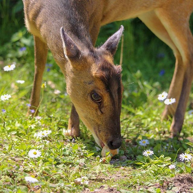 suffhoto's tweet photo. 🦌🌼 #deer #monkjack #animals #animalsofinstagram #wildflowers #forrest #suffhoto #suffolk #suffolkphotos #beautifulsuffolk #canonphotography #canonphoto #canon #canoneos #canoneos1300d #lovesuffolk #england #englandcountryside #photographyislife #phot… https://t.co/EvPpHd7Gtd https://t.co/SkqVUq1jKl