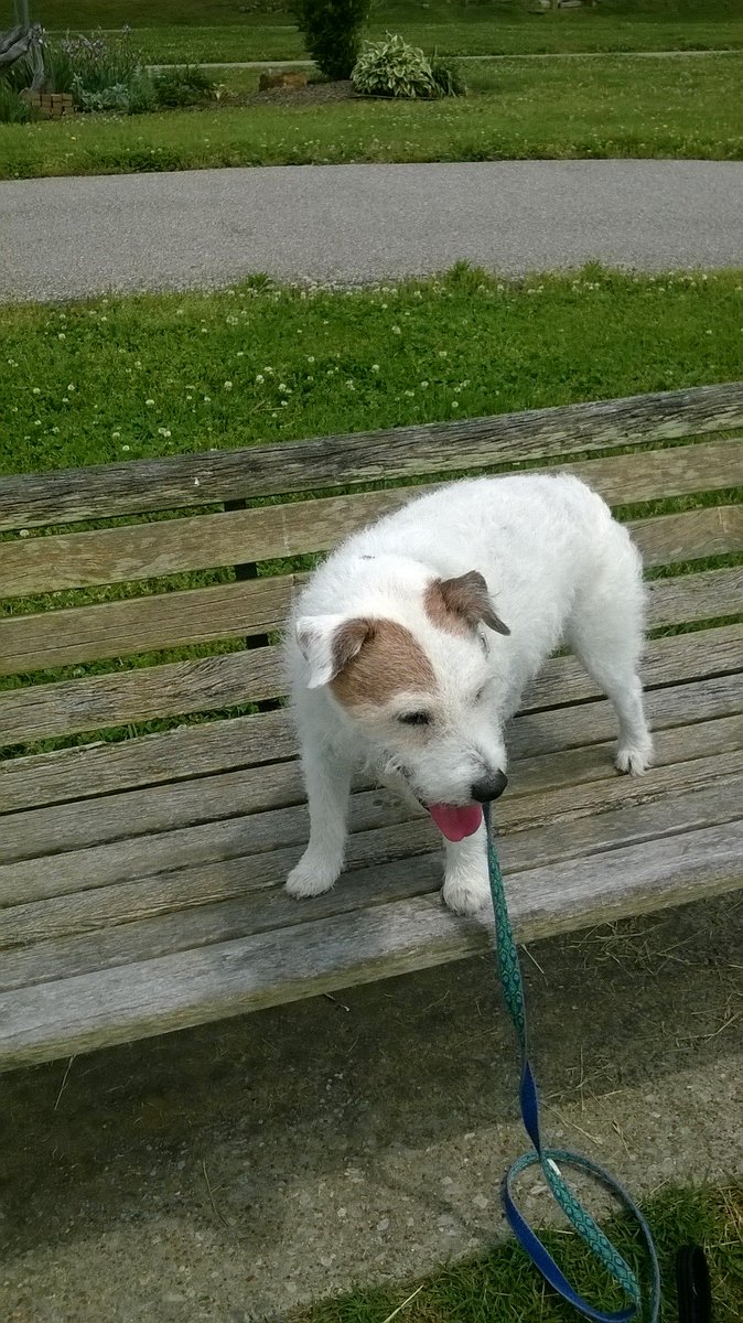 Bo says, 'Happy #TongueOutTuesday!!!'😃😎#ParsonRussellTerrier