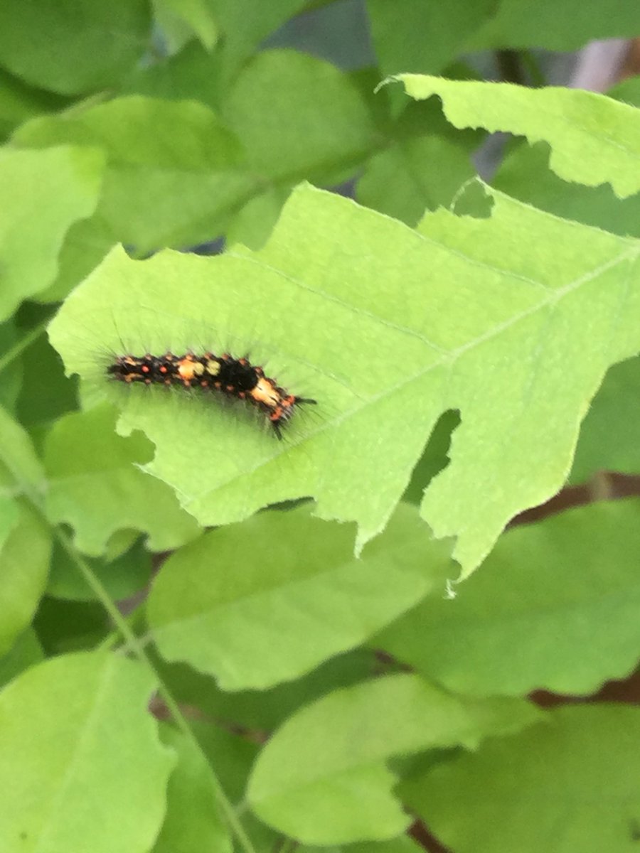 R_CheddarGrove's tweet photo. The children found lots of caterpillars in their outdoor area today. Looking forward to watching their lifecycle together! https://t.co/6ghXfRtCvd