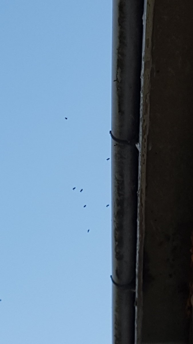 BeyerHill's tweet photo. 🐝🐝🐝 It doesn't look much from the outside, but a swarm of bees 🐝🐝🐝 has moved into our loft... 🐝🐝 this has happened 3 times in the last 4 years. 🐝🐝 Lots of buzzing above the hatch. 🐝🐝 Time to call the expert to take them away. 🐝🐝🐝 #servicescancelled #notrainstonight https://t.co/wujsQs1juC
