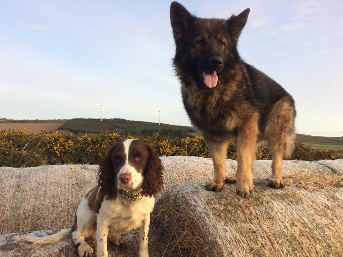 PSOSDogs's tweet photo. Ellon Fire Station are having an open day this sat 26th May 1330 onwards. #PDGriff and #PDHamish will be there. Come along and join in the funπ @fire_scot @fire π¨βππ©βππ₯ππππΎ #openday #EllonFire #FireFighters #PoliceDogs https://t.co/MS0KocWM0T
