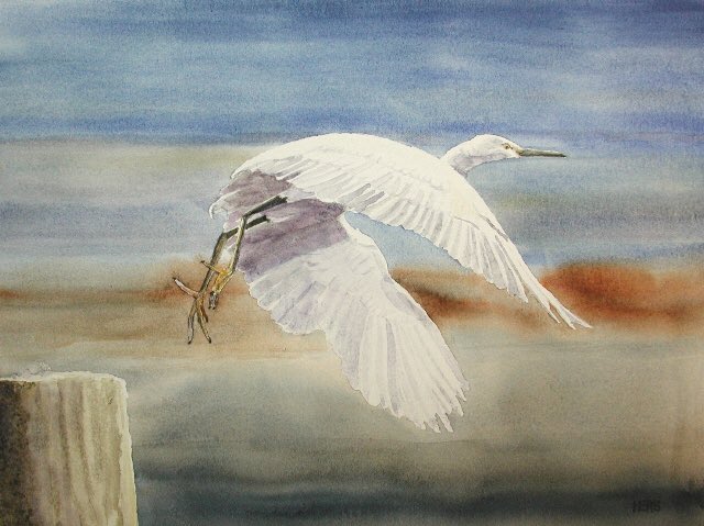 Serenasierra's tweet photo. A Feather Of The Sound 🦅 🐦
Paintings by Herb Willey
#afeatherofthesound #featherofthesound #birdsofthesound #MississippiSound 
@herbwilley
#HerbWilley #HERB #fineart #art #fineartist #transparentwatercolors #paintings #artcollect #artcollectors #artcollecting #birdsofbeachblvd https://t.co/DTn7CIMZSB