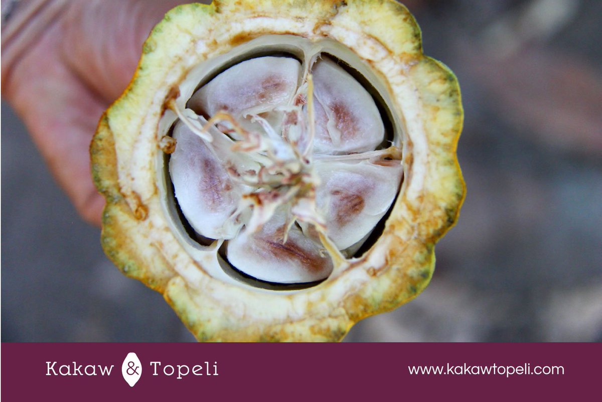 KakawTopeli's tweet photo. Apoyamos a nuestros productores  pagando el mejor precio del mercado, porque valoramos su trabajo ya que son el alma del proyecto. #Cacao #México 🇲🇽💜 https://t.co/2CQQIyU33e