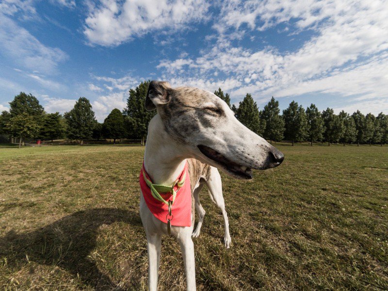 Dogsnug's tweet photo. Cooling Bandanas for Cool Dogs - It is finally the right weather! - https://t.co/r2Bzoj7IeT https://t.co/VjItOzvcnG
