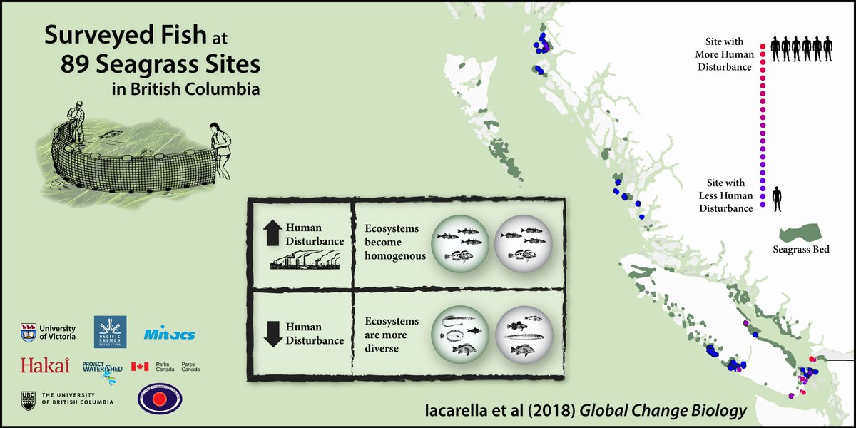 Humans can impact biodiversity in many ways.

A new study from across British Columbia shows that fish diversity is lower where there's more human disturbance.

#WorldBiodiversityDay #IntlBiodiversityDay #BioDiversityDay 9/22