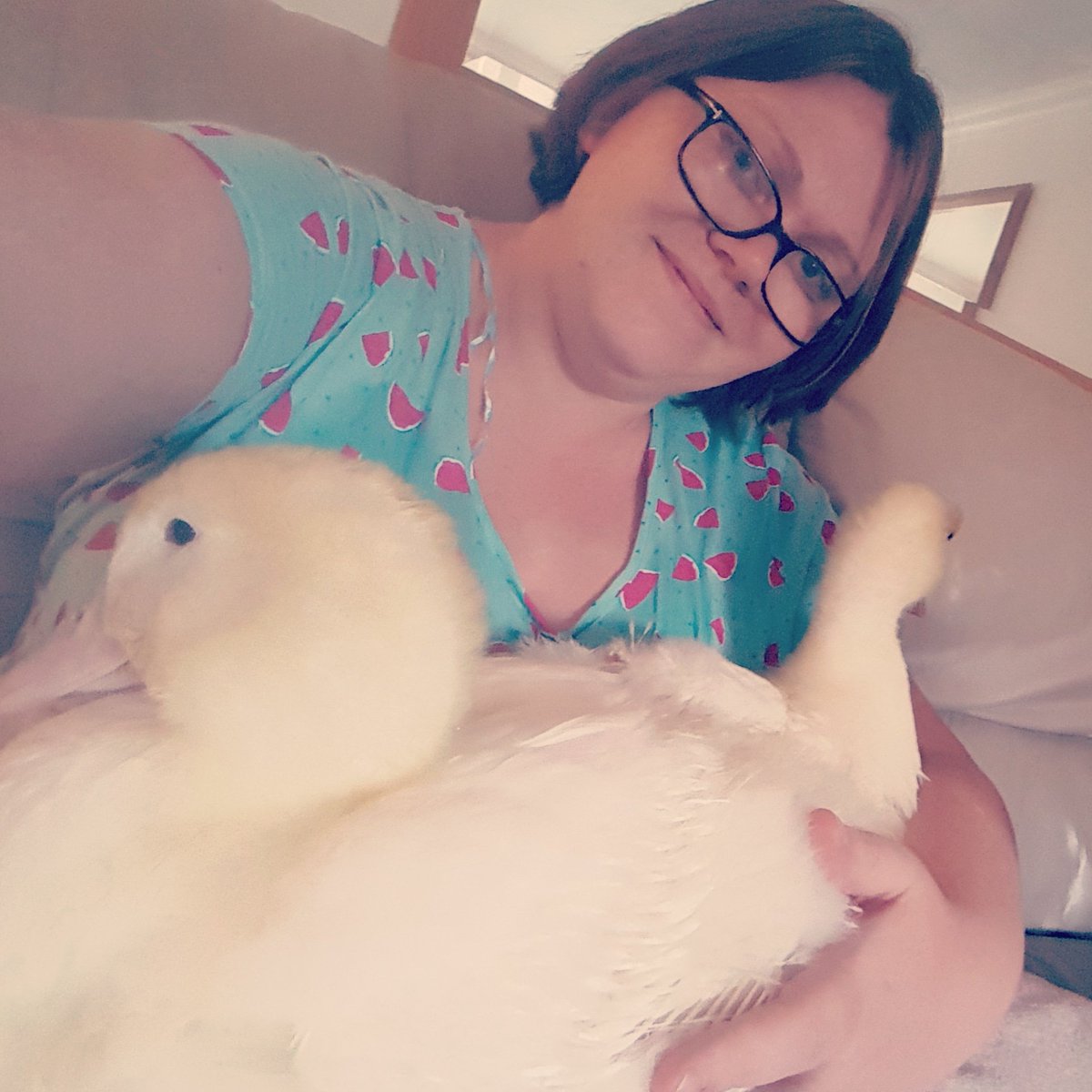 CippenhamDucks's tweet photo. Here she is again, cramping our ducky style! https://t.co/WLCaULzWGo