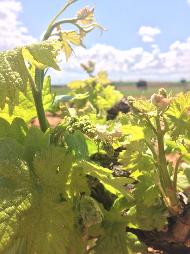 Bodega Alvides tweet media