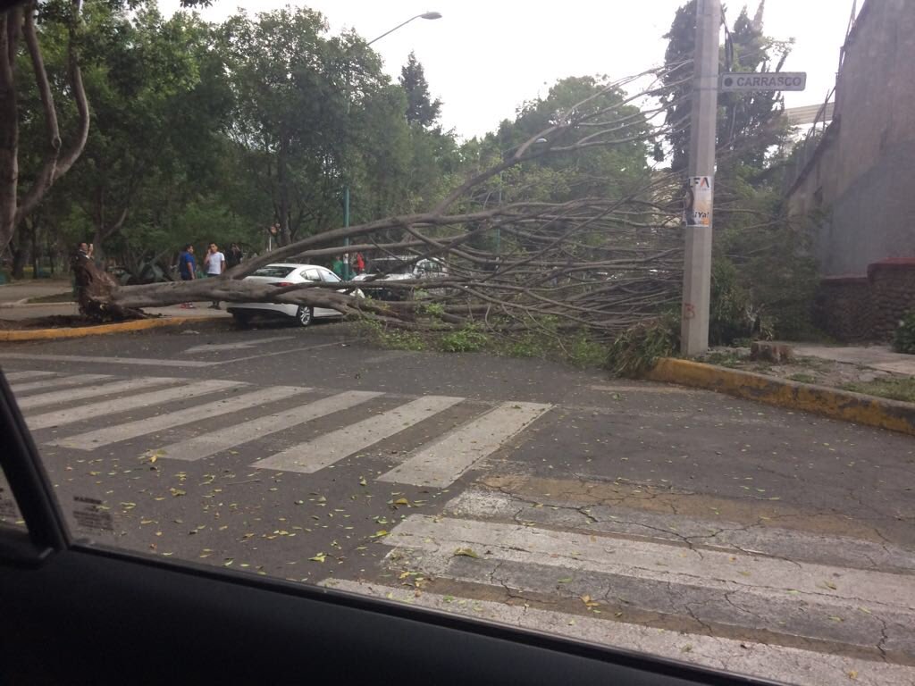 TlalpanConscien's tweet photo. #ReporteSur #lluvia
Caída de árbol en el parque Cuauhtémoc, colonia Torillo Guerra, #Tlalpan #CDMX https://t.co/iPE2jSoLIQ