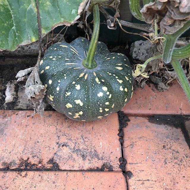hosanna_catallo's tweet photo. My mum plants a pumpkin in her garden! #pumpkin #squash #garden #iphone8pluscamera #iphone8plusphoto #iphone8plusshot #iphonecamera #iphonephoto #iphoneshot #mobilecamera #mobilephoto #mobileshot #square #iphonesquare #nofilter #instapost #instagramcom #… https://t.co/eepUWVPeWr https://t.co/7CziJgqDrZ