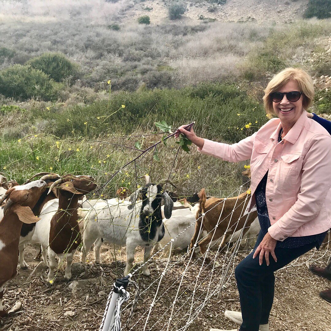 SupJaniceHahn's tweet photo. The @PVPLC is using goats to clear weeds in an environmentally friendly way as they restore the Agua Amarga Reserve to its native state. 

I visited the goats today and met the goat I’m sponsoring! Isn’t he cute!? https://t.co/4UUZuf4ChK