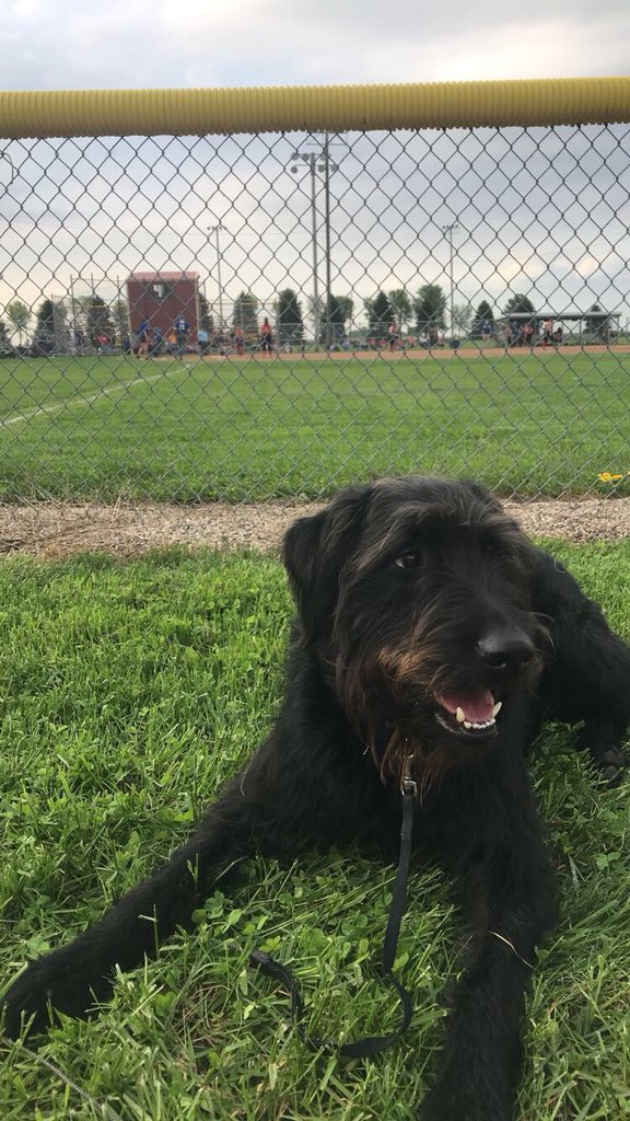 mrskoriclouse's tweet image. Jackson loves some #HLPsoftball 

Wolves are up 4-1 in the 5th inning! @clouse49 @hlpathletics #WolvesSoftball