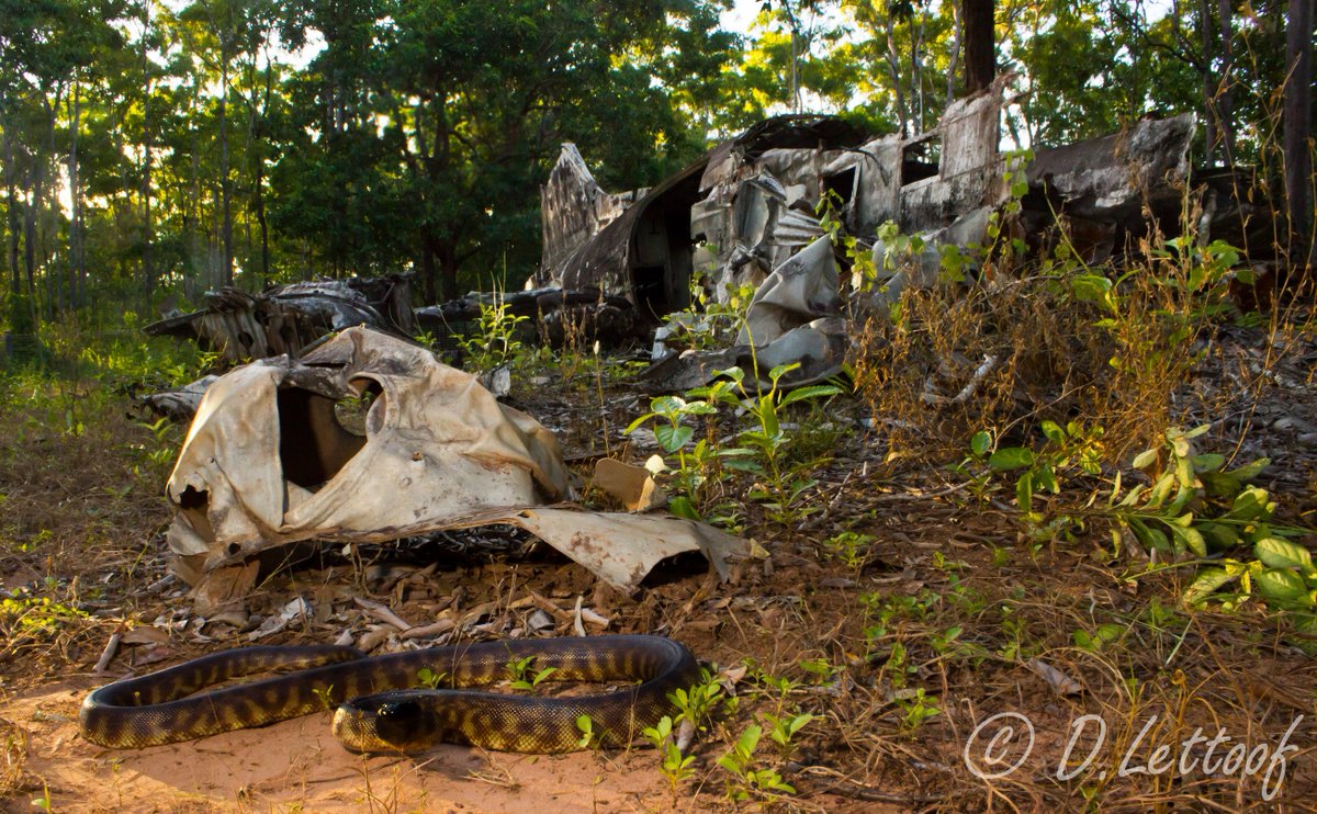 LettsGetSnakes's tweet photo. Too much office work got me reminiscing over #fieldwork like when I was radio-tracking pythons through #woodland and #rainforest littered with WWII wreckages in the furthest of Far North Queensland #WildOz #BlackHeadedPython https://t.co/FTA0znyBQ2