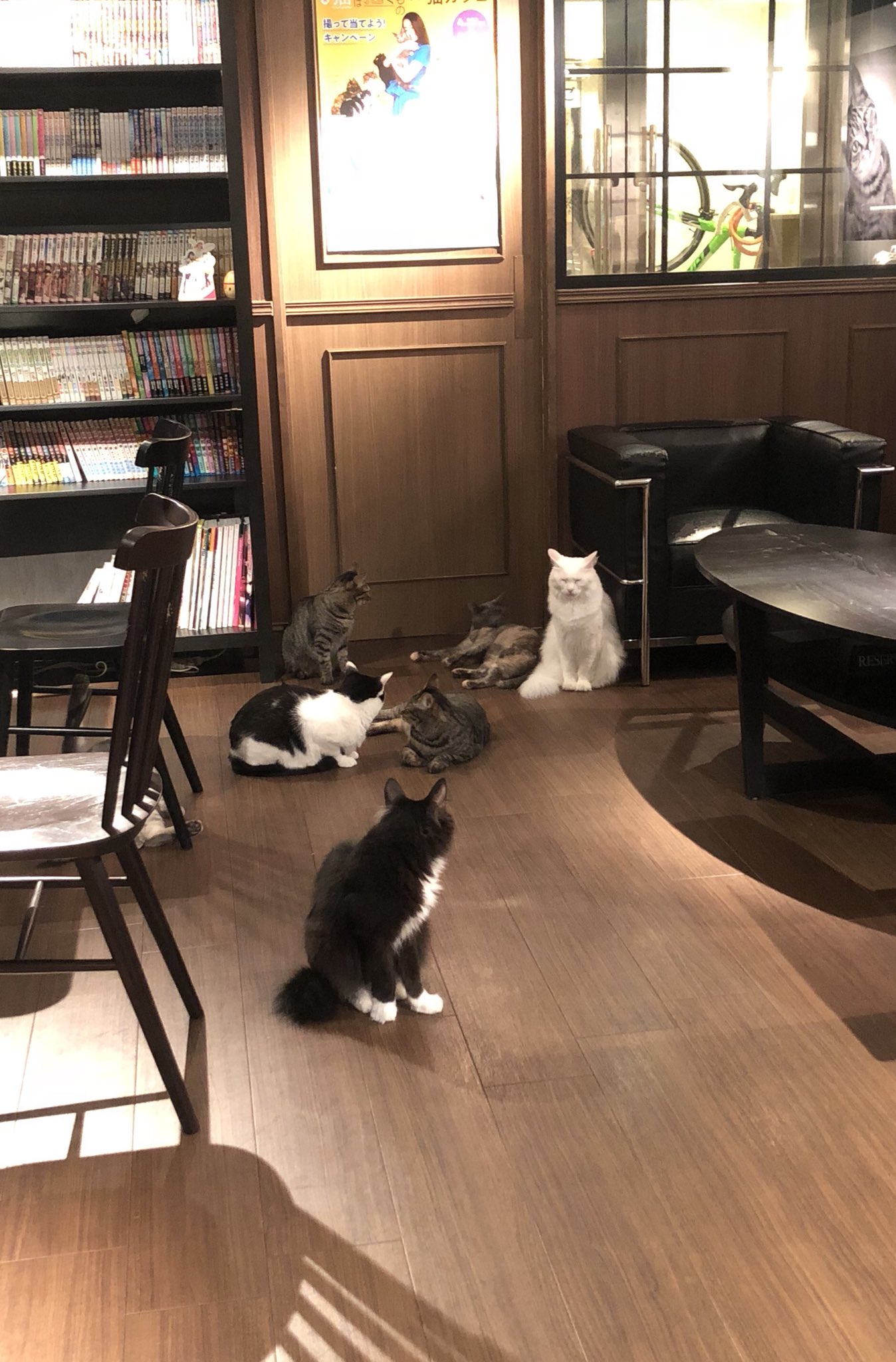 カフェきゃらふ 東京浅草の猫カフェ V Twitter カフェきゃらふ11時オープン 入口が封鎖された T Co 2vy0loui8w 猫カフェ Calaugh 浅草 T Co Mbjmaf6zyp Twitter