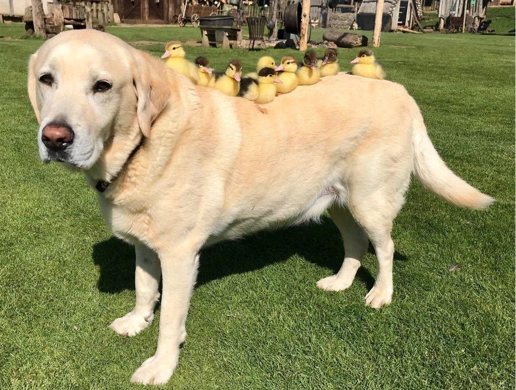 Independent's tweet photo. Dog raising nine orphaned ducklings 'after mother duck killed by fox' https://t.co/7VJpurdH5Z https://t.co/zjdQNWUT1f