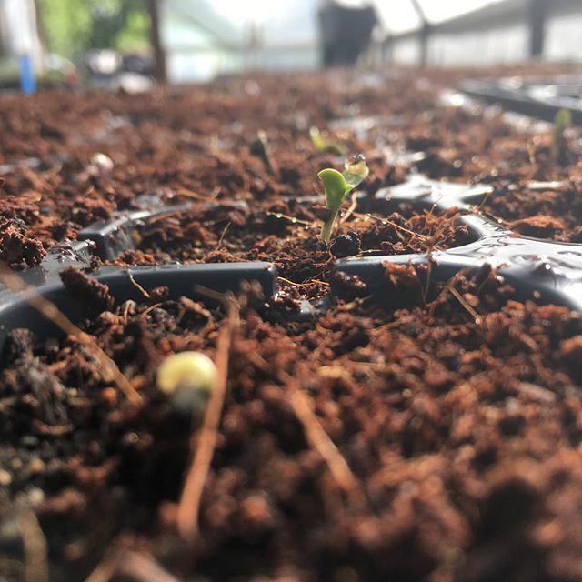 Germinating Authentic Garden’s biodynamic Hemp seeds. #7606 #biodynamic <a href="/tennesseegrown/">TENNESSEEGROWN</a> ift.tt/2IDq5nS