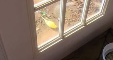 WLOS_13's tweet photo. ESCAPED PARAKEET AT LARGE?? | This yellow bird has been sighted all around East West Asheville recently. Viewers say she's friendly but hard to catch--definitely someone's pet. Email woofey@cybermesa.com if this is your bird! https://t.co/9fzmeugQ5h