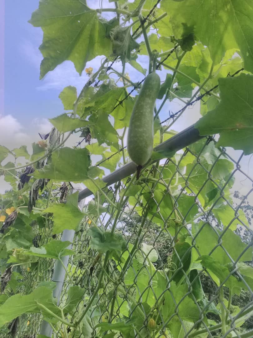 Municipio2's tweet photo. EB "Gran Mariscal de Ayacucho" Calabozo #Guárico demuestra con su conuco escolar que la producción agrícola es posible @NicolasMaduro @MPPEDUCACION @JauaMiranda @GiselaLaraToro @josemvasquez @munozeducguaric #GanoVenezuela https://t.co/aJO89jIQsp