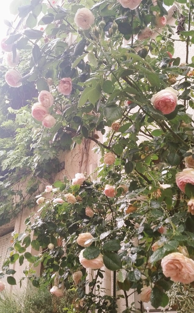 wikicatt's tweet photo. 💜🎈🎶 les roses de Paris sous la pluie 🌹
🔹#Colorblast - #GORGEOUS 🎶🌸
🎼🎵 #MUTTONHEADS ⭐ Radio Edit / O… : https://t.co/125LSukhZl https://t.co/xgRpIVfqLJ