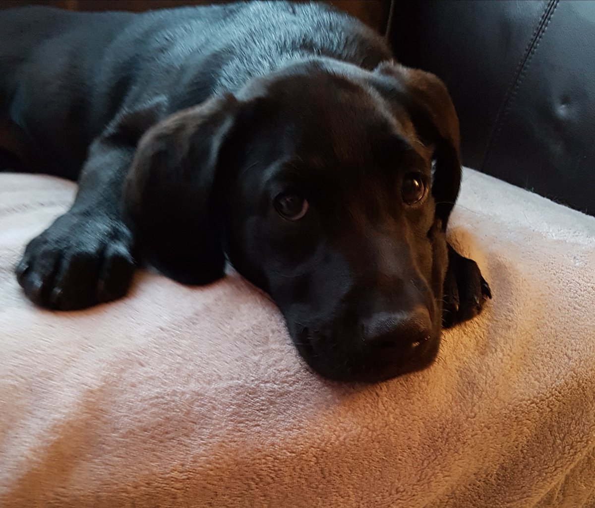 Liclar01's tweet photo. @sammycooke79 @WalshEllie @starwards @KathrynSmall17 @NAViGOCARE I ordered a collar from a company who will embroider anything on then and good quality too.  We should get them for all our pooches who come in to visit our service users .... charlie came to choir practice last week !! https://t.co/Rw13hG8WRv