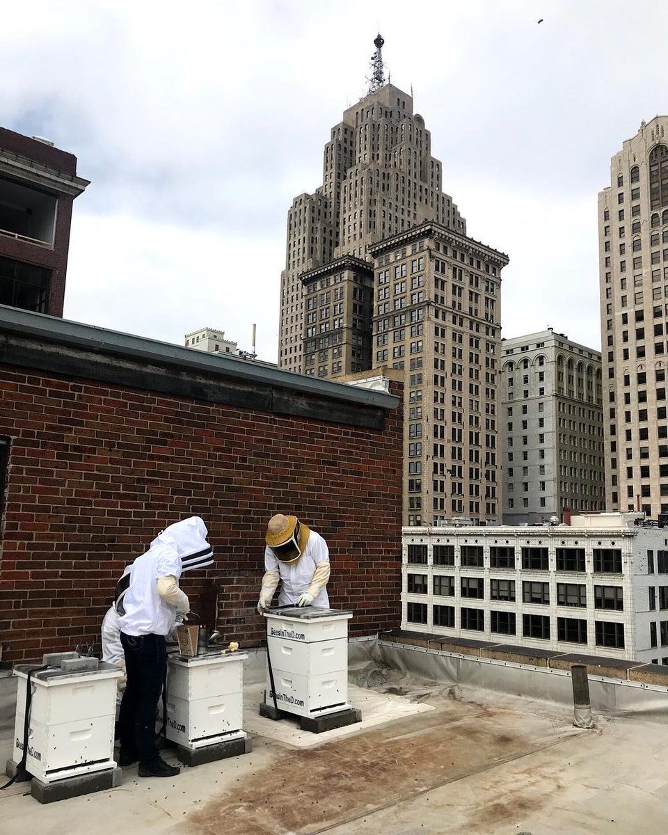 wdet's tweet photo. Buzzin' in Detroit 🐝

Thanks to @beesinthed for today's #SceneFromDetroit! https://t.co/7mrvbR72Nh