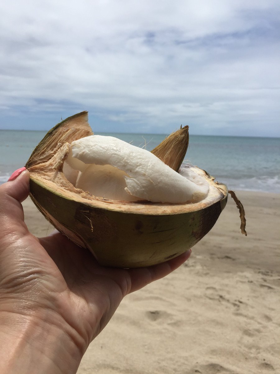 cheepcheepbird's tweet photo. Freshly picked  coconuts 🌴 🥥 #clueone https://t.co/yJb5wTpuQ9