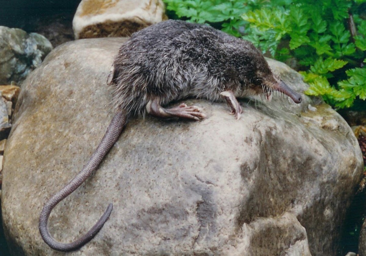 _WildNorth_'s tweet photo. Hoy hablamos de una especie muy desconocida, el Desmán Ibérico. Habita en los ríos del norte de España y es una mezcla entre rata y topo que vive en la cabecera de los ríos donde el agua es limpia y habitan los insectos, su alimento @ODSprof #WildNorth #WeAreTheNorth https://t.co/Jv1B5YR2he