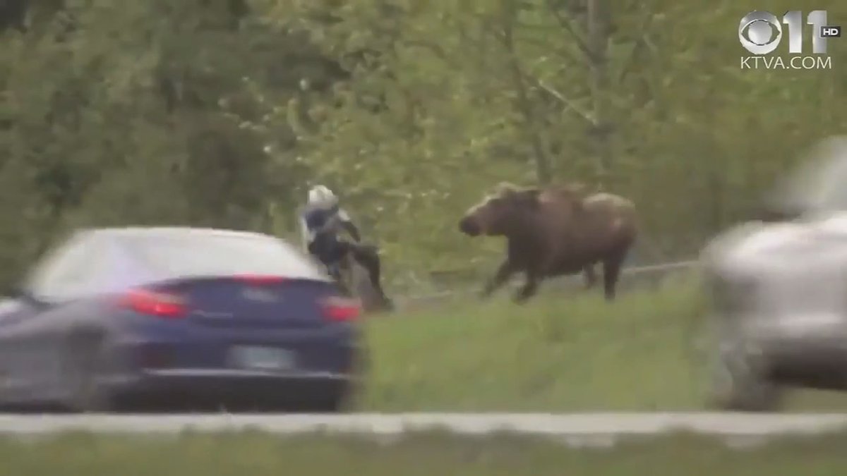 Protective mother moose charges cyclist ow.ly/uLW030k8hXS https://t.co/dPfC9rFviw