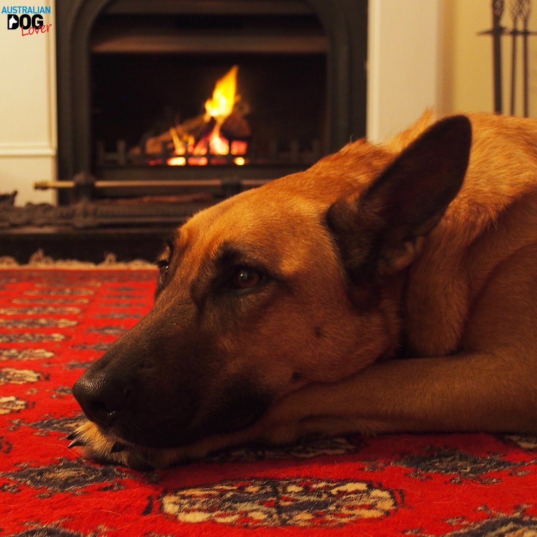 OzDogLover's tweet photo. We noticed our #dogs curling up in a ball to go to sleep in the past week so we rounded up the latest #dogknits, #dogcoats, #dogbeds &amp; accessories to help keep your #pups cosy and warm throughout winter!
.
"Top 16 Winter Warmers for Dogs"  👉https://t.co/D5mrhkSwMc https://t.co/hDGIt9G0HG
