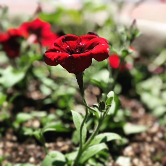 DWMJArtist's tweet photo. Beautiful day in Eugene! #mentalhealthawareness #portraitmode #addiction #sobriety https://t.co/KhCMck8Nvx https://t.co/HwuVmJPPyN