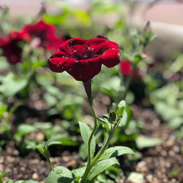 DWMJArtist's tweet photo. Actually, the original is better. #mentalhealthawareness #addiction #sobriety #portraitmode https://t.co/rgtxmR4cDC https://t.co/ge6yGge46C