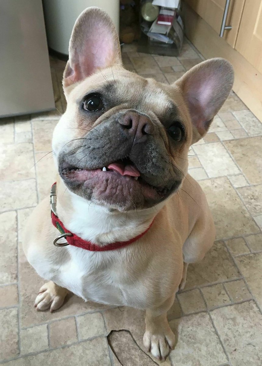 FB_Saviours's tweet photo. INTRODUCTION-MISS SUNSHINE
Fbs would like to introduce the VERY beautiful Miss Sunshine. She came to Fbs care via a rescue transfer. This little beauty is 11 months old. She has just landed her little paws into foster to be assessed.
NO APPLICATIONS YET #AdoptDontShop @P_Wicks01 https://t.co/yTluOesLoF