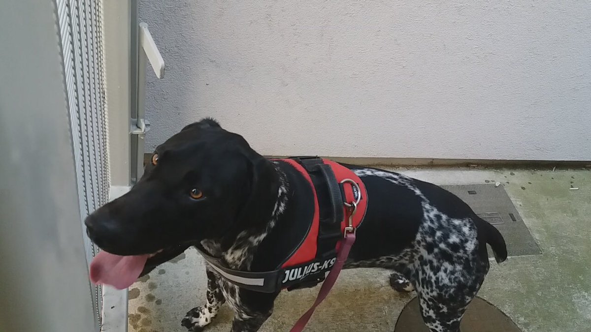 GardaTraffic's tweet photo. Dog handed into Dundrum Garda station pls contact them at 016665600 if you are or know the owner. Found at approximately 8pm tonight. Black &amp; white, male crossbred. https://t.co/DSUKj8lCfy