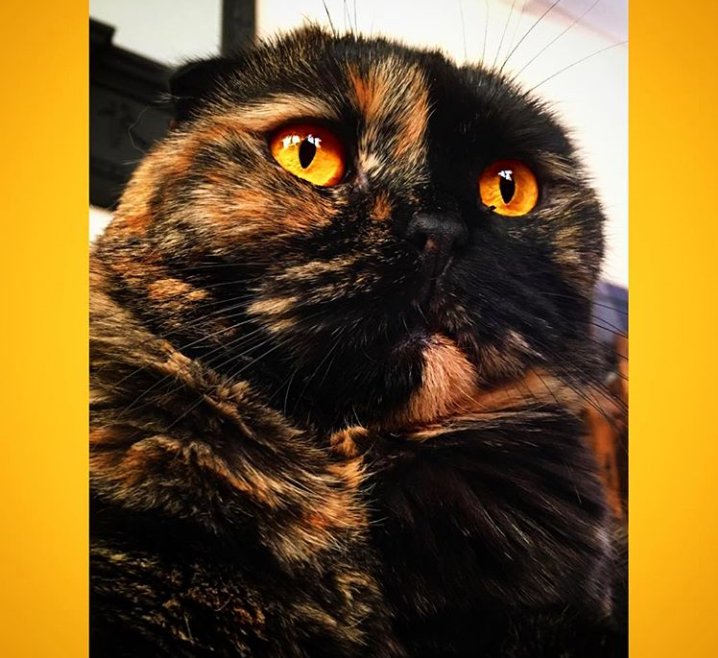 Java_Jessika's tweet image. Cat selfie #CatsofTwitter #TunaTuesday #cats #kitty #scottishfold