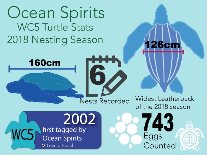 GrenadaTurtles's tweet photo. For our next edition of #TurtleTuesday, meet WC5 one of Ocean Spirits' very first tagged turtles! She has been nesting on #Levera since 2002. 16 years!!! Check out her turtle stats from the #2018 nesting season. #seaturtle https://t.co/f4OfJ8elyD
