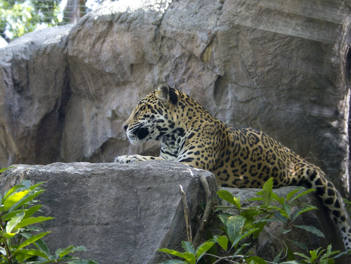 HHPZoo's tweet photo. Sophia's enjoying these cool days. As much as we love the summer, the cool spring air is hard to beat.
Visit #HHPZ this week before the summer weather really starts!
We have a jaguar conservation event coming up in June. Check back soon for more information! https://t.co/RICyntAfXq
